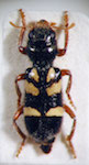  Enoclerus sp. 15