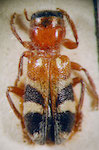  Enoclerus sp. 2