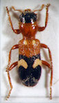  Enoclerus sp. 4