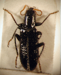  Epiclines puncticollis