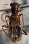  Eurymetopum bispinosum