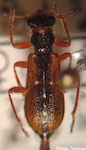  Eurymetopum eburneocinctum quinteroensis