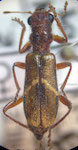  Eurymetopum eburneocinctum elbatoensis