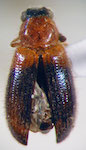  Necrobia ruficollis