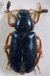  Necrobia rufipes