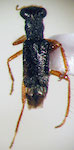  Phyllobaenus bonariensis