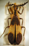  Platynoptera tucumanensis ssp. 1