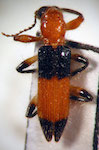 Priocera sp. 1 