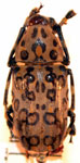  Euparius tigris  