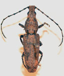 Ptychoderes elongata