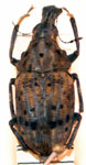 Stenocerus fulvitarsis