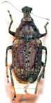 Stenocerus longulus