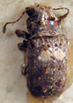 Neanthribus plagiatus