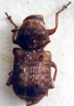 Ormiscus vulgaris