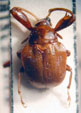  Clinolabus buqueti