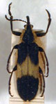  Homalocerus lyciformis