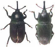  Oxycorynus missionis