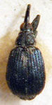  Apion nigrocyaneum