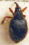  Apion planiceps