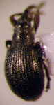 Mythapion adesmiae