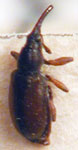  Apion rufonigrum