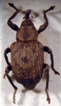  Neochetina affinis