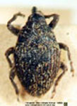  Geraeus sp. A