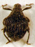  Hypocoeliodes bruchi bruchi