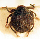  Hypocoeliodes carinirostris