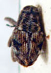  Copturus sp.A