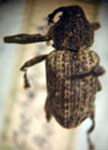  Cylindrocorynus dentipes