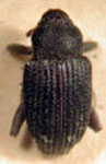  Eutinobothrus brasiliensis