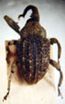  Macromerus sp. 1