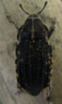  Psepholax dentipes