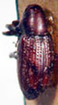  Tyloderma obliquatum