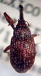  Anthonomus sp. 6