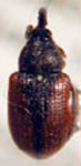  Anthonomus sp. 4