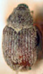  Sibinia aspersa