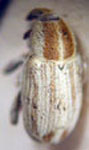  Sibinia sp. 3