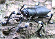  Aegorhinus nodipennis