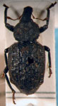  Germainiellus rugipennis