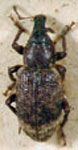  Listronotus argentinensis