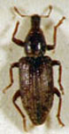  Listronotus cinnamomeus