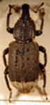  Listronotus sp. 4