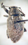 Amphideritus puberulus