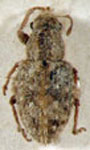 Atrichonotus convexifrons