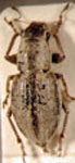  Atrichonotus taeniatulus