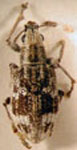 Brachystylodes pilosus