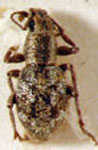 Brachystylodes rotundatus