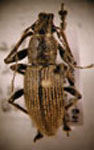 Naupactus chloraspis